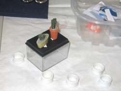 15_Miniaturtage2014 (35)